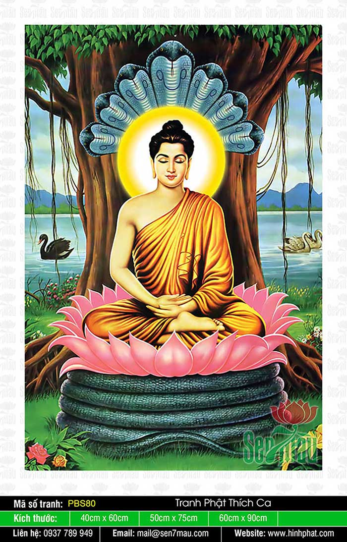 Đức Phật Thích Ca Đẹp PBS80