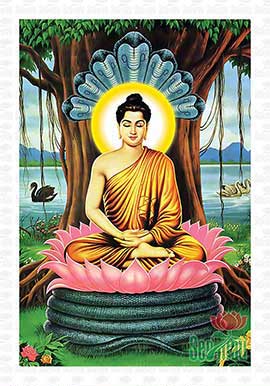 Đức Phật Thích Ca Đẹp PBS80