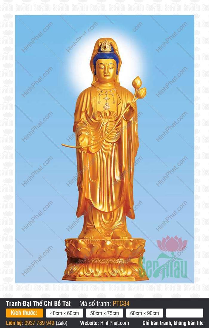 Đại Thế Chí Bồ Tát PTC84 Đại Thế Chí Bồ Tát PTC84 tôn tượng sắc vàng kim đứng trên tòa sen báu nền xanh thanh khiết