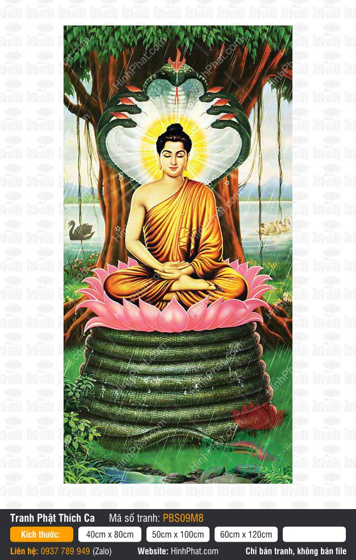 Hình Ảnh Phật Thích Ca PBS09M8 Hình Ảnh Phật Thích Ca PBS09M8 tọa thiền trên tòa sen hồng xà vương che chở
