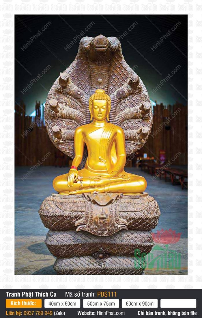Phật Thích Ca Đẹp PBS111 Tượng Phật Thích Ca Đẹp PBS111 kim thân rạng rỡ ngự trên tòa rắn thần bảy đầu che chở